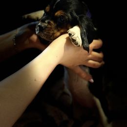 Flower-girl - Black brown and white female Basset Hound puppy in Outlook, Washington from Porter Kennels