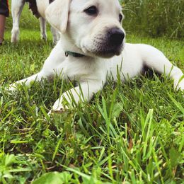 Labrador Retriever Puppies from Dancing Sky Labradors