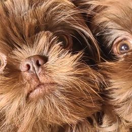 Shih Tzus from FurryTails Shih-tzu