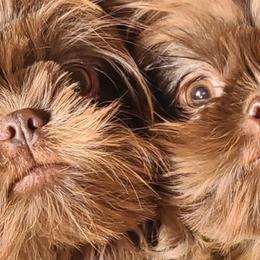 Shih Tzus from FurryTails Shih-tzu