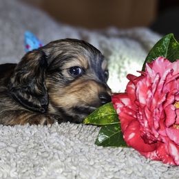 Dachshund puppies from Asperida Dachshunds and Spinoni
