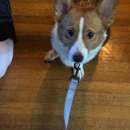 Gidget - Pembroke Welsh Corgi