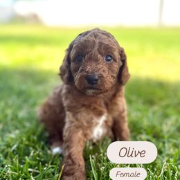 Cavapoo Puppies from Taylor Sweeten