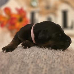 Chanel Étoile Celeste Elite Von Haus (Light Pink Collar) - Black and red female German Shepherd puppy in Grants Pass, Oregon from Elite Von Haus German Shepherds