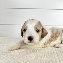 Chestnut - Parti male Goldendoodle puppy in Stanford, Kentucky from Holloway Goldendoodles