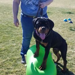Rottweilers from Casa de Elias Rottweilers
