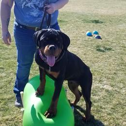 Rottweilers from Casa de Elias Rottweilers