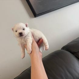 Pipsqueak - White male Pomeranian puppy in Rhode Island from Heartfelt Kennels