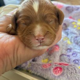 Oatmeal - Red female Cavapoo puppy in Adrian, Oregon from ApplebyFarm