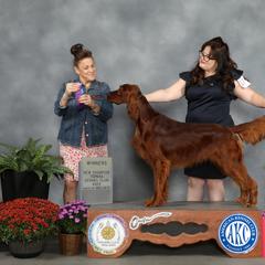 Reputation - available on a co-own basis to a show home ONLY - Mahogany male Irish Setter puppy in Henry County, Missouri from Sunstorm Setters