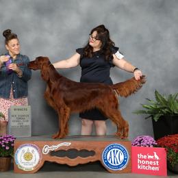 Reputation - available on a co-own basis to a show home ONLY - Mahogany male Irish Setter puppy in Henry County, Missouri from Sunstorm Setters