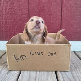 Tramp - Cream male Dachshund puppy in Grant, Michigan from Low Down Dashchuand