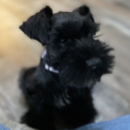 Miniature Schnauzer Puppies from Southern Charm Miniature Schnauzers
