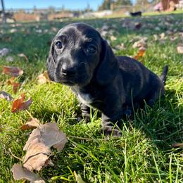 Alpha - Brindle male Dachshund puppy in Shelley, Idaho from Journey’s End Dachshunds