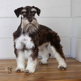 LuLu - Miniature Schnauzer