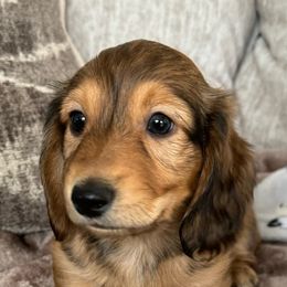 Dachshunds from JV’s Dachshunds & Creams