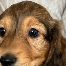 Dachshunds from JV’s Dachshunds & Creams