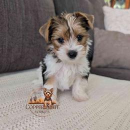 Rocky - Parti male Yorkshire Terrier puppy in Goodyear, Arizona from Copper State Yorkies