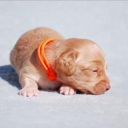 AKC Phillip - Red male Dachshund puppy in Billings, Missouri from Bundles of Joy