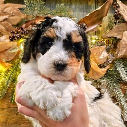 Cedar - Tri-color male Bernedoodle puppy in Forest, Ohio from Mini Doodle Buddies