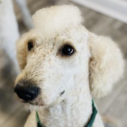 Goldendoodles from Duval Doodles