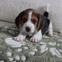 Shadow - Black tan and white male Beagle puppy in Susanville, California from Homegrown Beagles