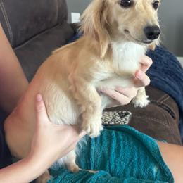 Jolene - Dachshund