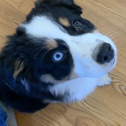 Australian Shepherd Puppies from Blu Diamond's Aussies