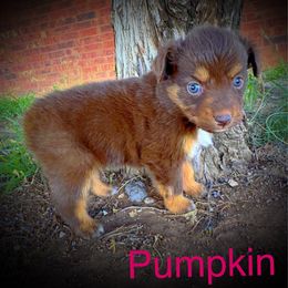 Pumpkin - Red tri female Miniature Australian Shepherd puppy in Idalou, Texas from Lonesome Pine Mini Aussies