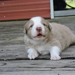 Border Collie Puppies from Rose Hollow Border Collies