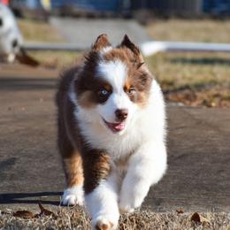 Mesa - Red tri-color female Australian Shepherd puppy in Appomattox, Virginia from Danell Australian Shepherd