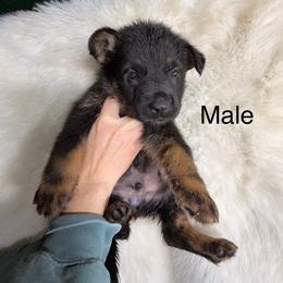 1st pick male - Black and tan male German Shepherd puppy in Hollis Center, Maine from Noble German Shepherds of Maine