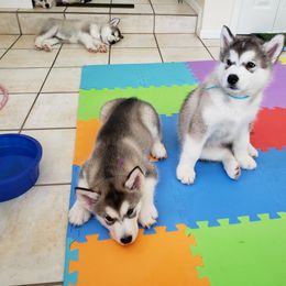 Alaskan Malamute Puppies from Delphi Alaskan Malamutes