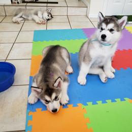 Alaskan Malamute Puppies from Delphi Alaskan Malamutes