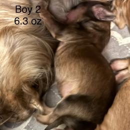 Boy 2 - Sable male Dachshund puppy in Easley, South Carolina from Castle Hill Doxies, LLC