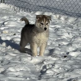 Boy 2 - Orange collar - Agouti and white male Siberian Husky puppy in Independence, Wisconsin from Hito's Huskies