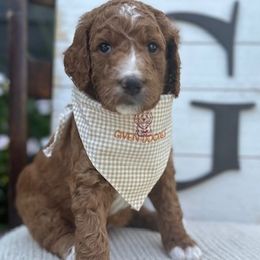 Dark Purple Girl - Goldendoodle puppy in Los Alamitos, California from Given Doodles