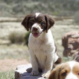 Chevo - Liver and white male Brittany puppy in Laramie, Wyoming from Aviary Kennels
