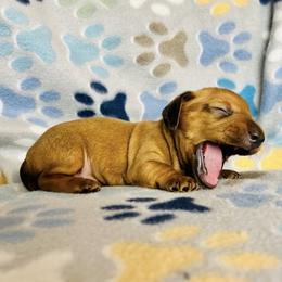 Dachshund Puppies from Mahzian Miniature Dachshunds