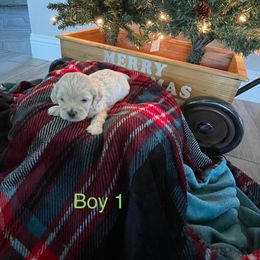 Cockapoo Puppies from 4W’s F2 Cockapoos