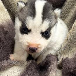 Ghost - Black and white male Siberian Husky puppy in Doswell, Virginia from Shinko Siberians