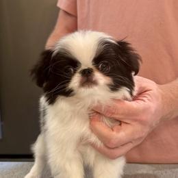 Boy 2 - Black and white male Japanese Chin puppy in Little Rock, Arkansas from Montra Japanese Chin & Cavalier King Charles Spaniels