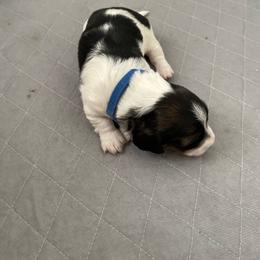 Jim - Piebald Blaze - Piebald male Dachshund puppy in Bakersfield, California from Open Hourglass LLC