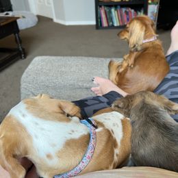 Dachshund Puppies from HP Dachs