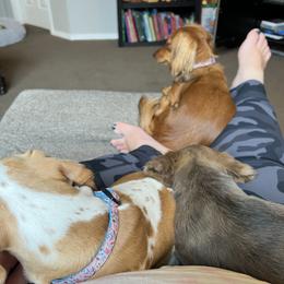 Dachshund Puppies from HP Dachs
