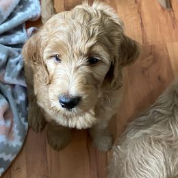 Goldendoodle Puppies from Honeydoodles