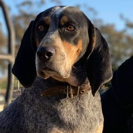 Bluetick Coonhounds and French Bulldogs from Double Barrel Blues