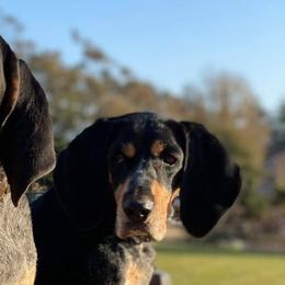 Bluetick Coonhounds and French Bulldogs from Double Barrel Blues