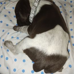Grey - Liver roan male German Shorthaired Pointer puppy in Marble, North Carolina from Dancin' German Shorthaired Pointer's