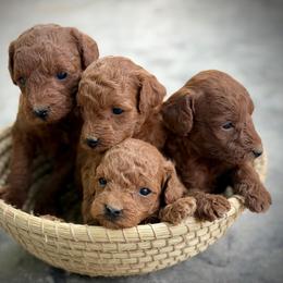 Poodle puppies from Blue Mountain Poodles